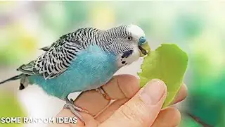 How to get your Bird to eat Fruits or Veggies || Baazigar bird in Bangladesh || Color Bird