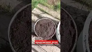придомовая роза в горшке. сад и огород. Дачный Быт.