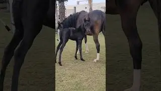 Name TEEPO | The JetBlack New Born Colt | Alhamdulillah