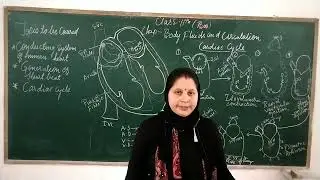 Class - 11th / Biology Chapter-18 ( Body fluids and circulation - Lecture 9)