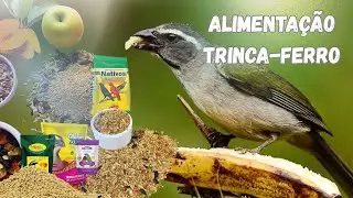 Alimentação Ideal para Trinca-Ferro: O Que Oferecer para um Canto Forte e Saúde Total!