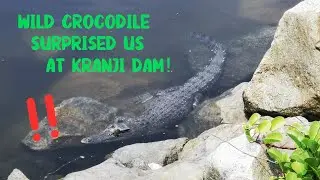 Otters VS Croc At Kranji Dam Singapore