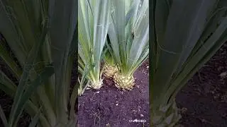 Юкка. Чистка "под ананас"