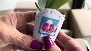 Посилки з шикарними орхідеями 📦Розпаковка#фаленопсис #орхідеї #flowers #