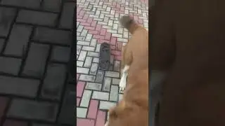 Ингир с Дачной, 6 мес. Катается))