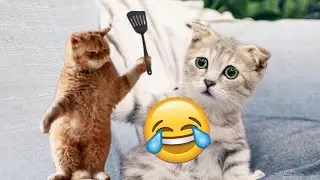 funny🤣cats tik🤯😬tok viral |funny animals #shortsvideo #viral #cat #funnymoments #doglover watch end.