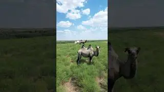 Құрманғазы ауылы.Қазақстан / Kurmangazy village. Kazakhstan.