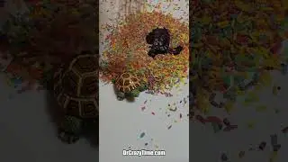 Turtle and Tortoise under Rice