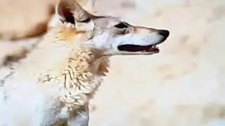 Easy Meat (The unfortunate prey)