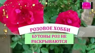 РОЗА НЕ РАСКРЫВАЕТ БУТОНЫ. ЧТО ДЕЛАТЬ?