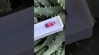 W5277-tourmaline-tropical-sunset-russia-2.20-carat-ravenstein