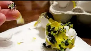 HOW TO MAKE FAKE EGGS WITH FLYS!! - HOW TO PRANKS