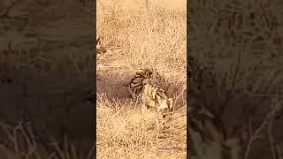 African wild dogs Attack on Warthog  