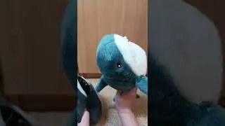 Акуля Понь и Енотик🤣👍 
