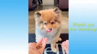 Cute Pets And Funny Animals Compilation