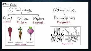 NEET Biology Series | U2C5 | PART 1 | Morphology of flowering Plants | NCERT | मराठी