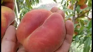 Персик інжирний Плайне Джим. Peach Plane Gem. Крупноплідна серія інжирних персиків