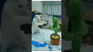 Кот боксер и айкидо кактус.