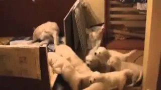 Yavru Köpekler Çok Acıkmış