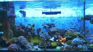 50 Month Reef Aquarium Update