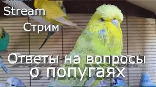 Попугаи || Стрим || Ответы на вопросы в прямом эфире