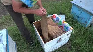 Сделайте это, чтобы все матки спарились успешно