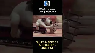 How Fast is DNA Polymerase ? Predict its Speed 