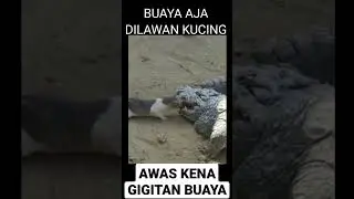 KUCING NGAMBIL MAKANAN BUAYA😭#shorts