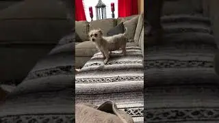 Gabe after a bath