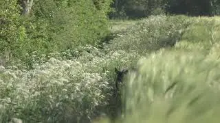 Svens buck 2