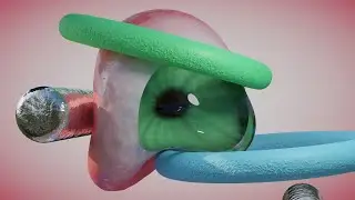 Softbody Eyeball Simulation