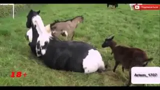 horse vs goat