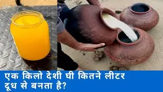 1 किलो A2 बिलौना घी कितने लीटर दूध से बनता है?🤔How many liter milk are used to make 1kg Bilona ghee?