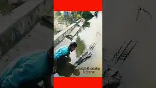 buaya Riska 