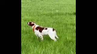 Parat de la Plaine Marat 2023 охота на дупеля и вальдшнепа (grande bécassine et bécasse)