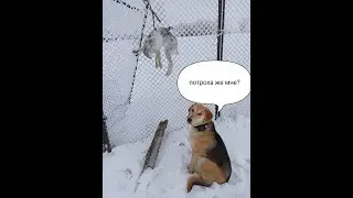 Охота на зайца 13.02.21. Хорошая работа молодого выжлеца: пригнал, добрал.