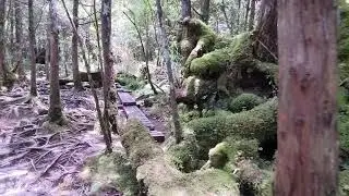 Immune boosting and mind healing 55 minutes relax forest bathing session. Taiping mountain, Taiwan.