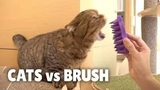 Cats vs Brush | Kittisaurus