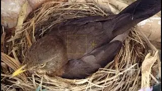 Female Blackbird sitting on a Nest in Warwickshire with 3 chicks