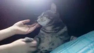 Бобы