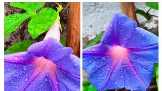 How to grow morning glory/ipomoea in a pot | Complete care video |