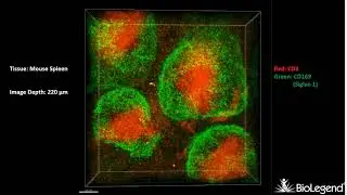 3-D IHC: Mouse spleen - CD3, CD169 (Siglec-1)