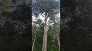 Рыжий гость