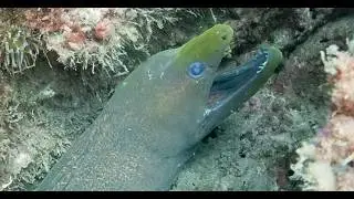 Costa Rica 2026   Eels