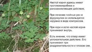 Адокса мускусная, мускатница. Рецепты народной медицины от фурункулеза, кори, оспы.