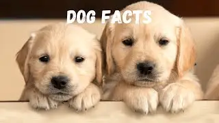 10 Surprising Facts About Dogs You May Not Know