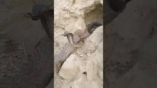 mangoose vs snake 😱 