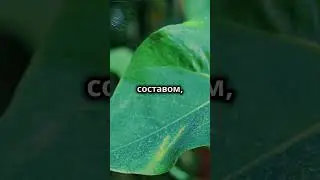 Подкормка магнием  #подкормка  #магний  #растения  #томаты  #перец  #баклажан  #огурец