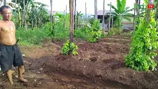 VIRAL‼️ MR. PAI'S BANANA TREE HAS TWO BUNCHES