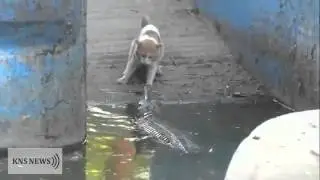 Kaķis Vs Krokodils